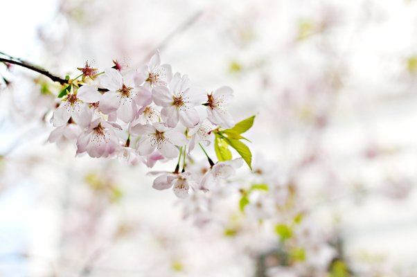 「真人公園」は桜が美しい都市型公園!キャンプ場やアスレチックを満喫!のイメージ