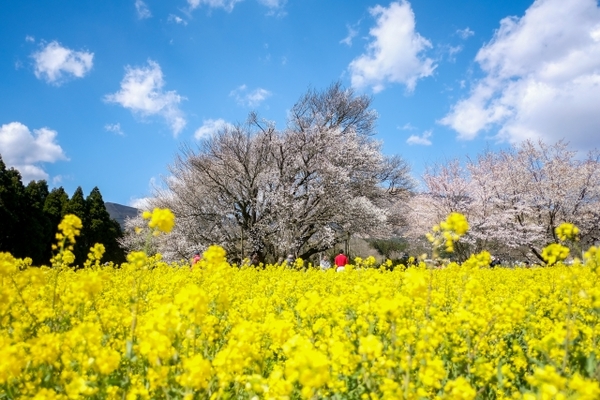 熊本「一心行の大桜」は春の絶景名物!例年の開花情報や満開の見頃は?のイメージ