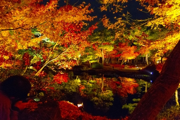 「由志園」の美しい圧巻イルミネーションは必見!点灯期間や時間は?のイメージ