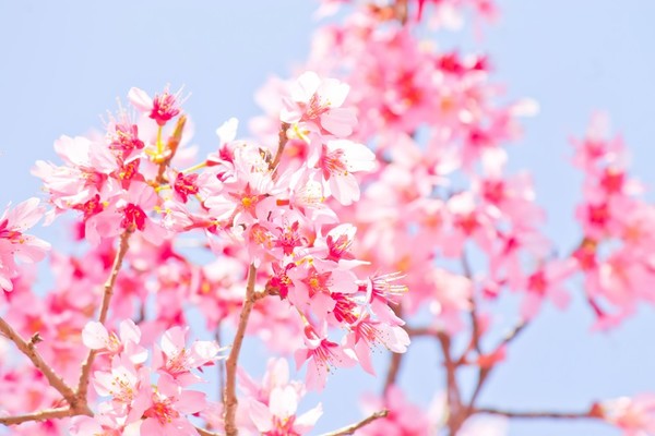 鳥取でおすすめの桜の名所18選!開花や見頃の時期や穴場スポットも!のイメージ