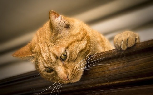 可愛い猫が至る所に!尾道「猫の細道」でメロメロに癒される散策の旅!のイメージ