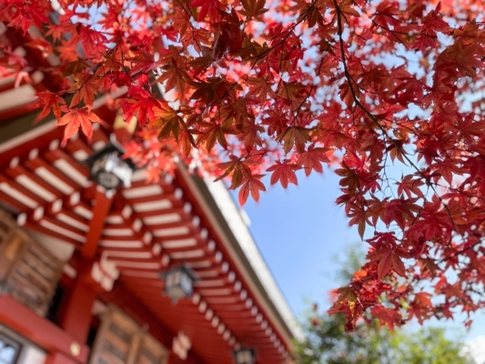 【神奈川県】大山の紅葉を見に行こう!見頃の時期はいつ?のイメージ