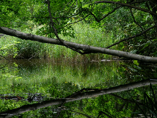 forest-park