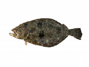Medium