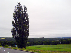 Medium