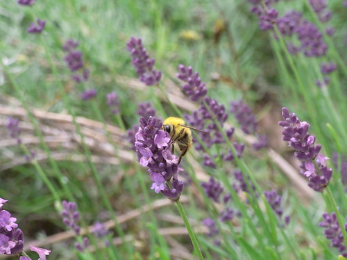 lavender-mori