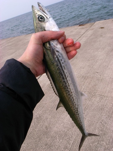 saba