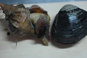 Medium