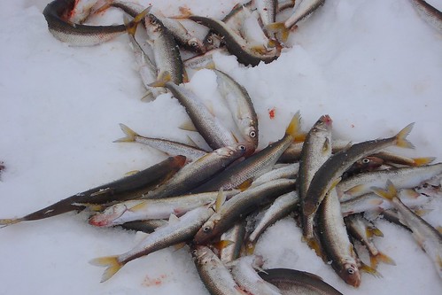 smelt-snow