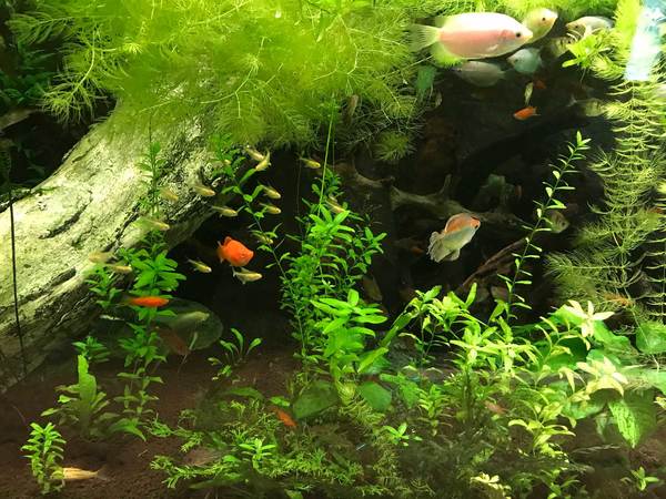 Pc