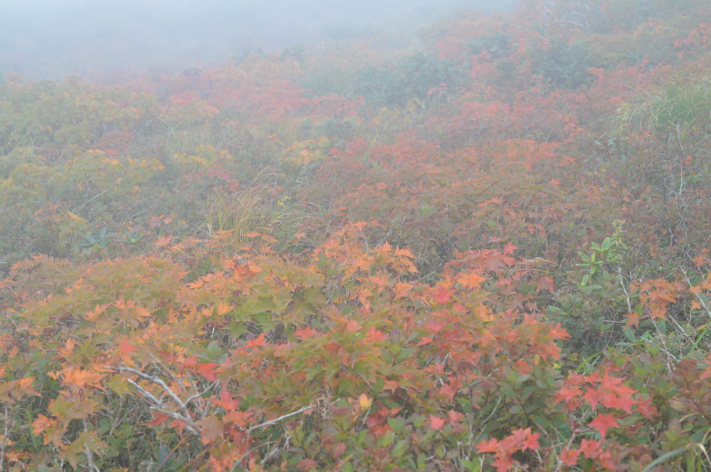秋田駒ケ岳