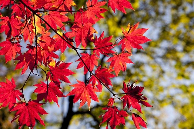 l紅葉の画像です
