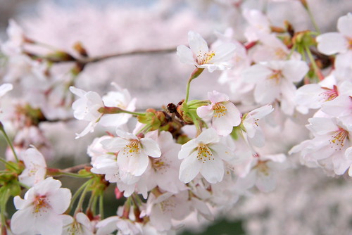 桜のイメージ画像です