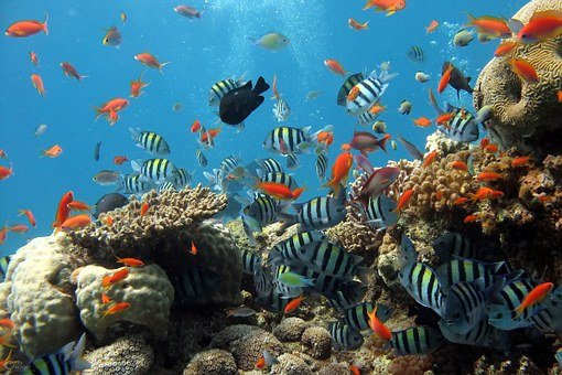 泳ぐ魚