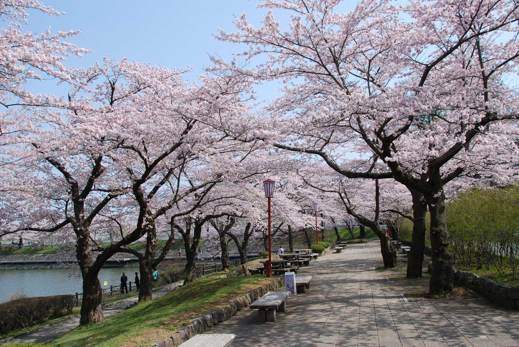 桜