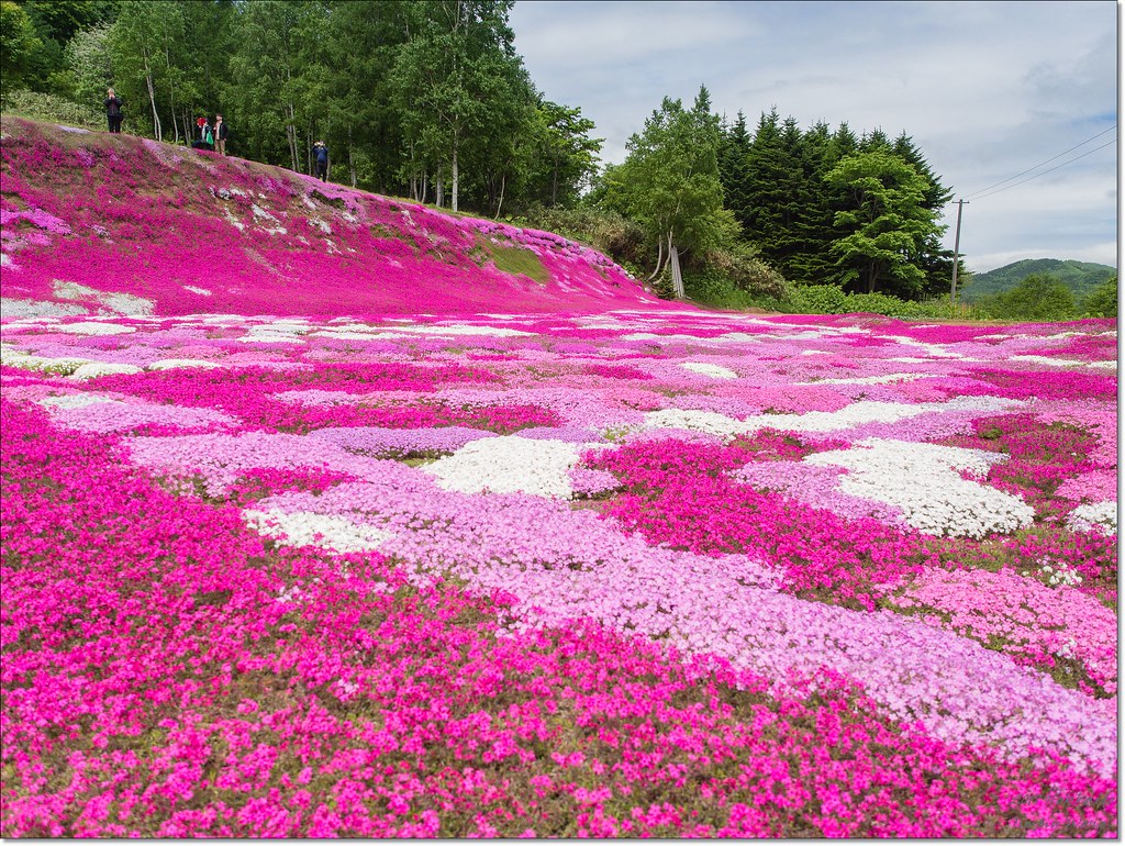三島さんの芝ざくら庭園