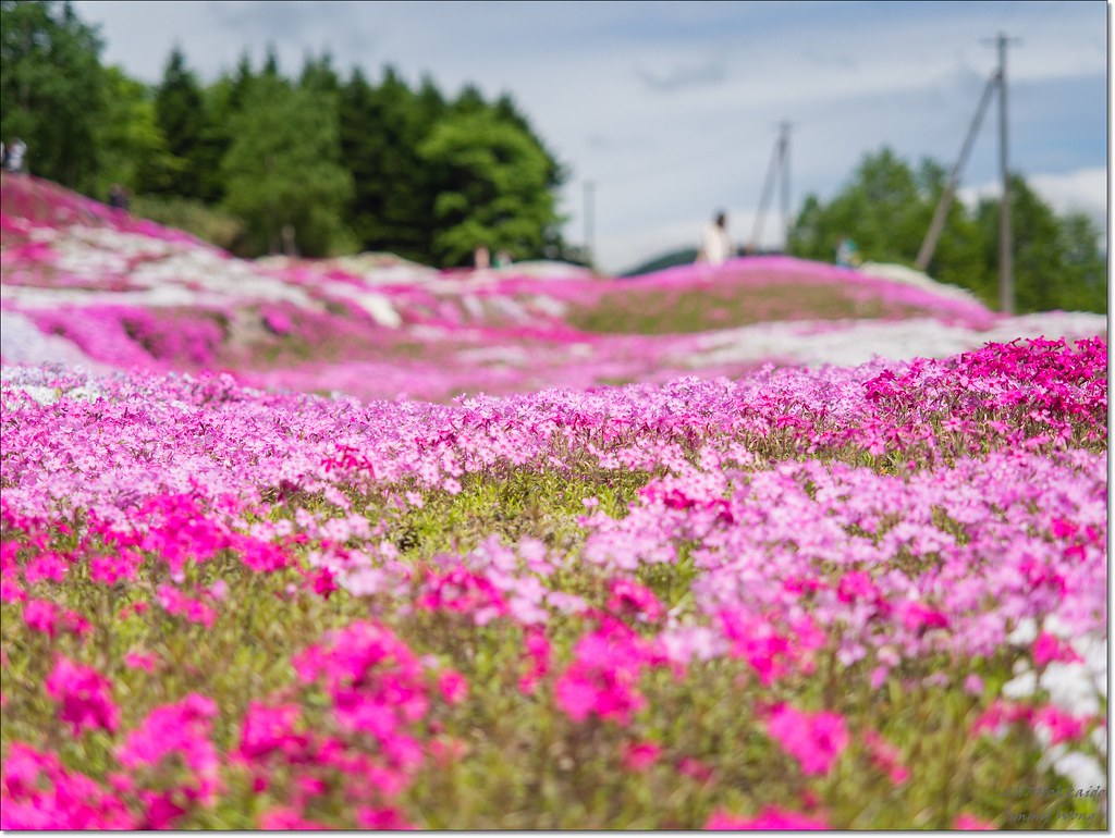 三島さんの芝ざくら庭園