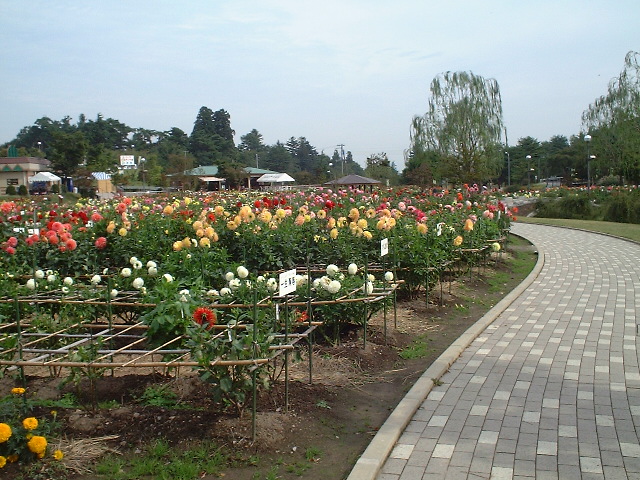 川西ダリヤ園