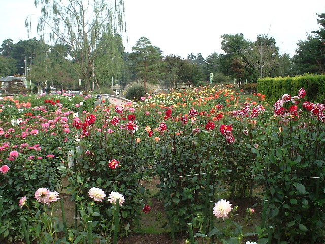 川西ダリヤ園