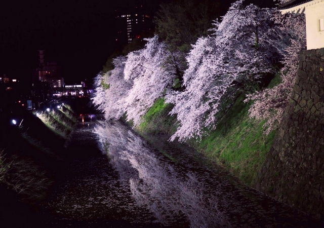 霞城桜