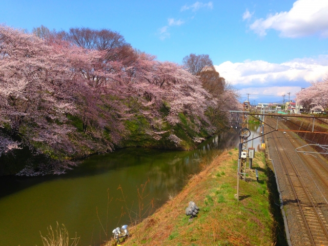 霞城公園桜