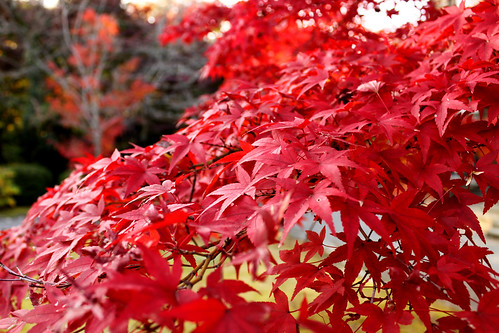 紅葉
