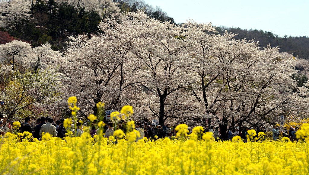 花見山公園