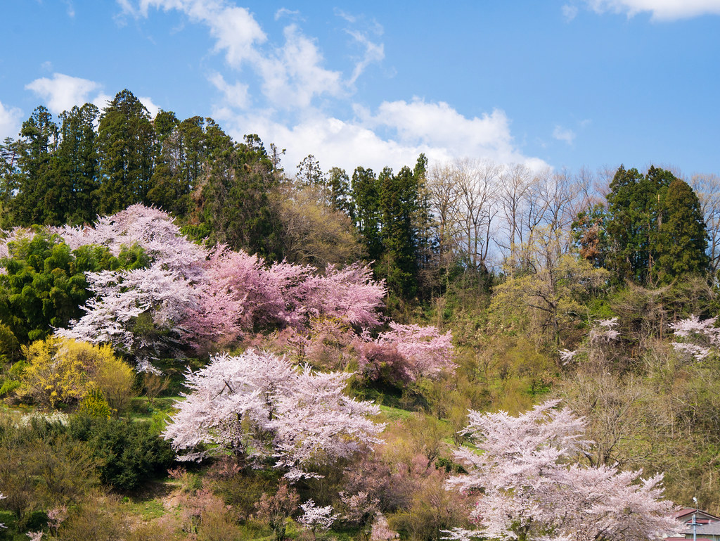 花見山公園