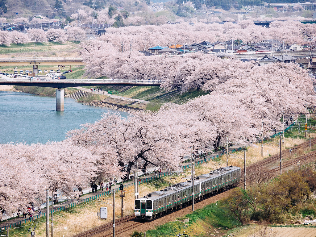 白石川堤一目千本桜
