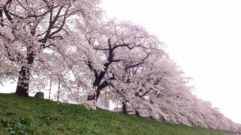 白石川堤一目千本桜