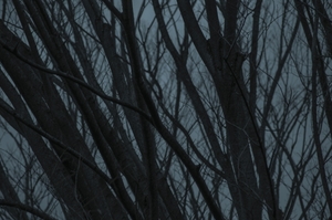 Medium