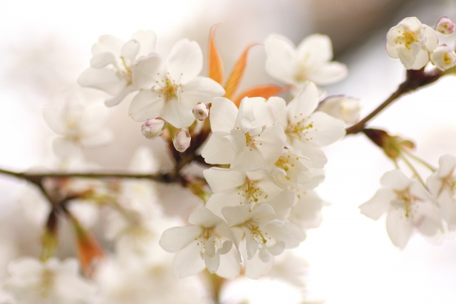 湊山公園の桜
