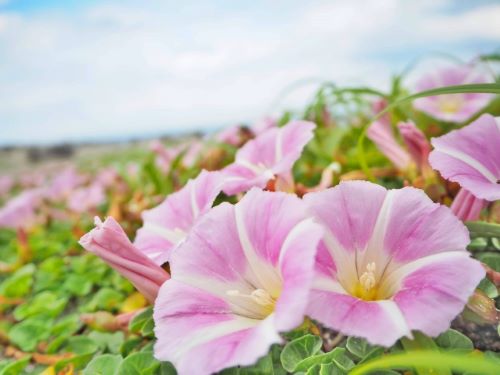 ラクダだけじゃない鳥取砂丘！観光の所要時間やおすすめスポットを紹介
