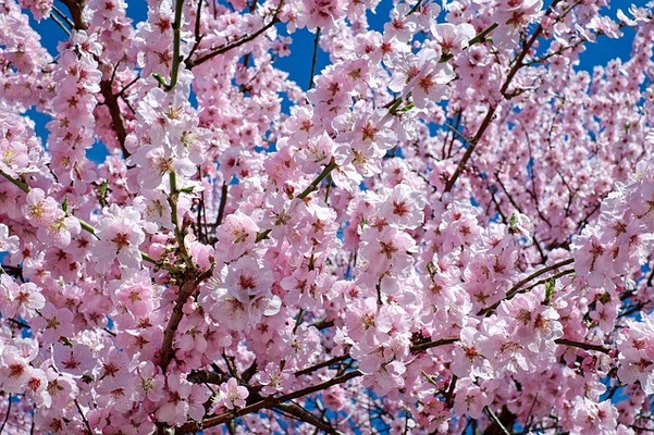 札幌屈指の桜の名所「円山公園」！周辺の観光&グルメ情報も！まるで秘境？のイメージ