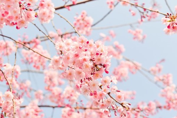 旭川&近郊の桜の名所特集！開花情報やおすすめの花見スポットを紹介！のイメージ