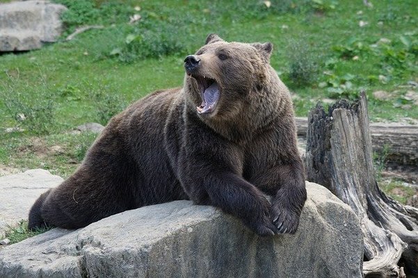 知床のヒグマを目撃・撮影するには？事故被害や観光客の注意点&マナーは？のイメージ