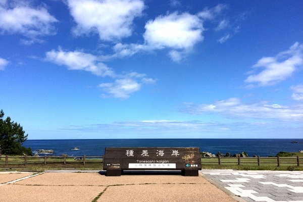 「種差海岸」で太平洋の潮風を感じる散策を！天然芝生やウミネコを鑑賞！のイメージ
