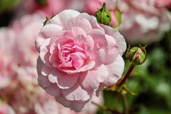 「花巻温泉バラ園」の開花時期や見頃は？ライトアップやバラまつりも！のイメージ