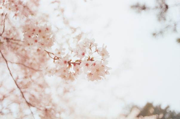 岩手「石割桜」は圧巻の一本桜！例年の開花時期や見頃は？アクセスも！のイメージ