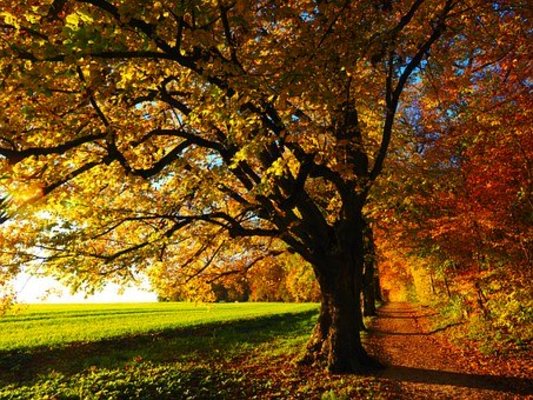 「湯田ダム」の放流の迫力は日本一！まさに水のカーテン！紅葉も絶景！のイメージ