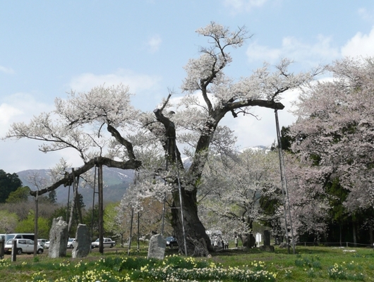 山形の桜の名所BEST15！開花の時期や見頃は？夜桜やライトアップも！のイメージ
