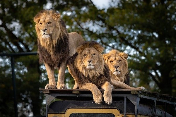 山形の動物園&動物スポット8選！子供が喜ぶ触れ合いや乗馬体験など！のイメージ