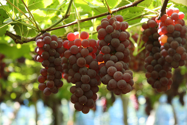 山形のおすすめぶどう狩り12選！美味しい時期や品種・食べ放題など解説！のイメージ