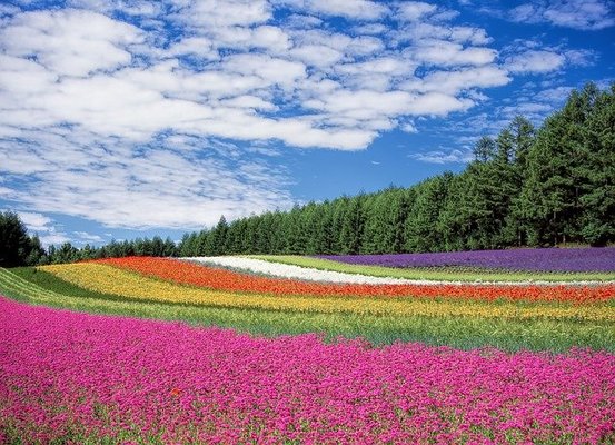 「手づくり村 鯉艸郷」で四季の花々を満喫！1万株のルピナスが咲き誇る！のイメージ