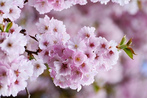 「日本国花苑」で貴重な桜と彫刻の展示を鑑賞！開花情報や遊具を紹介！のイメージ