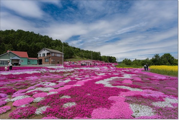  「三島さんの芝ざくら庭園」は芝桜の絶景名所！営業時間やアクセスは？のイメージ