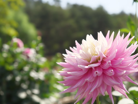  「川西ダリヤ園」は10万本のダリヤが咲き誇る！開花時期や見頃は？のイメージ