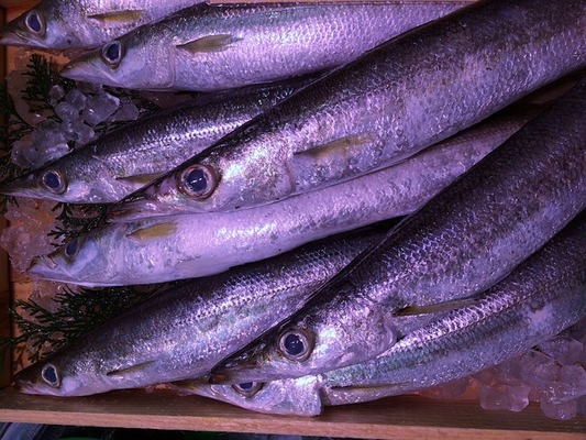 庄内の釣り情報まとめ！おすすめポイントや釣り船・釣れる魚の種類は？のイメージ