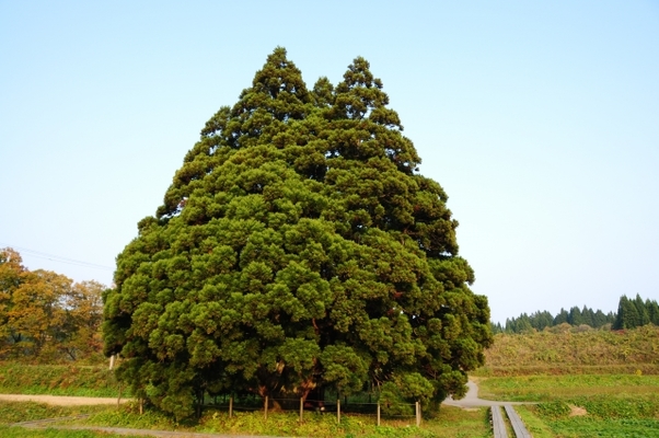 山形・鮭川村にトトロの木が！「小杉の大杉」のご利益やアクセスは？のイメージ
