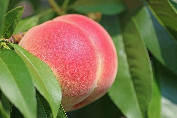 旬の果物を求めて福島の「フルーツライン」へ！おすすめ果樹園9選！のイメージ